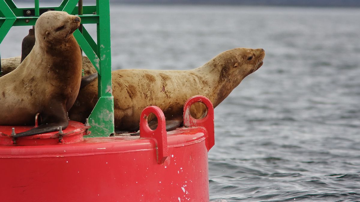 Nerki z uchatka grzywiastego