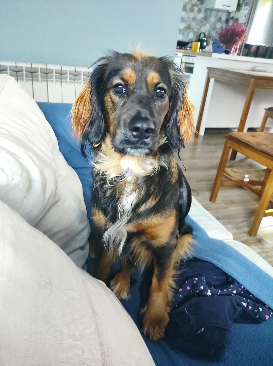 Dzień Kundelka na Pudelku!