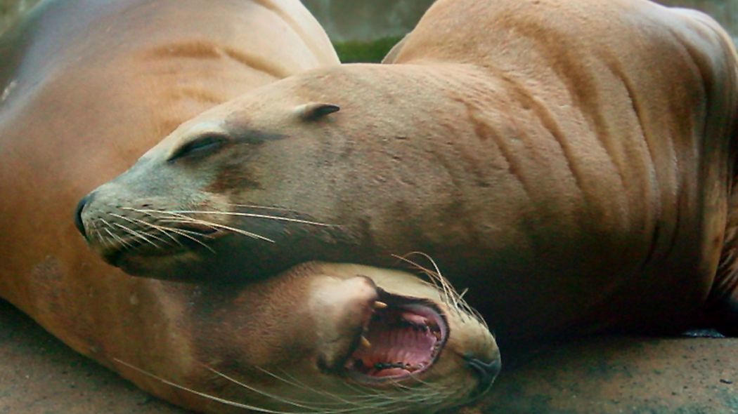 Serce z uchatka grzywiastego