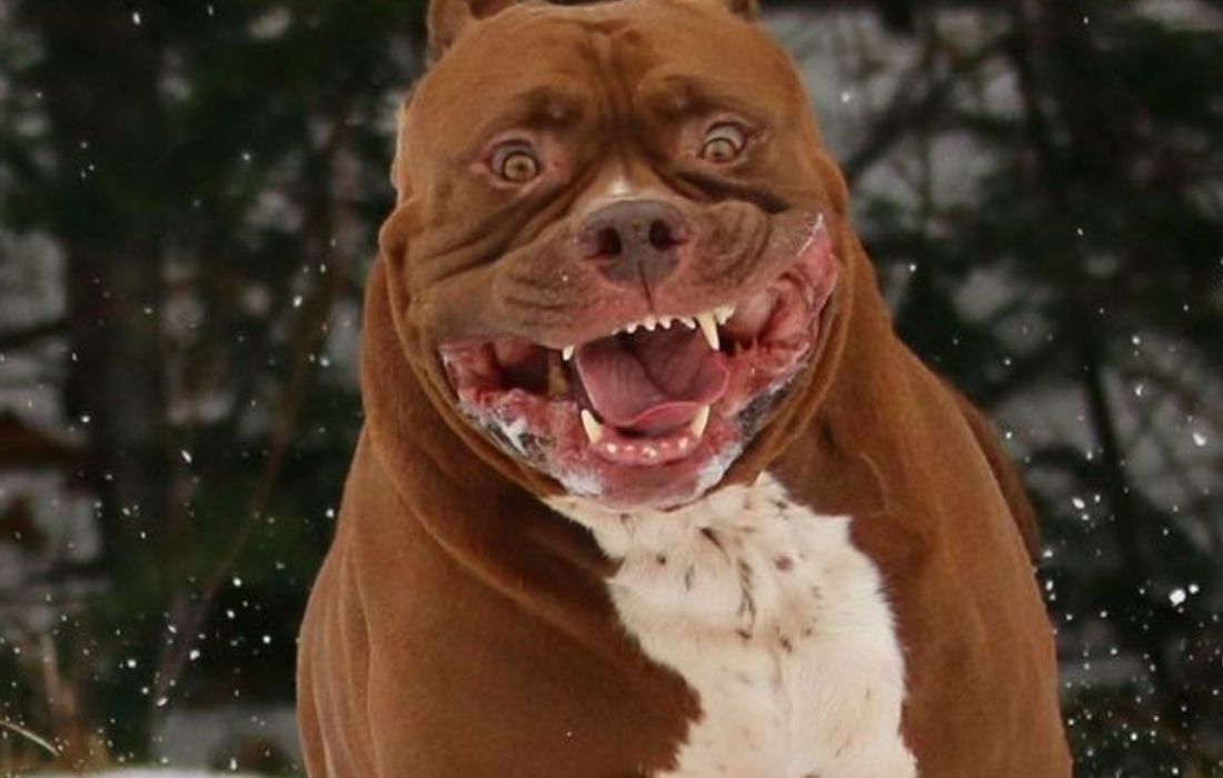 Hulk - największy pitbull na świecie, który opiekuje się dziećmi właścicieli 