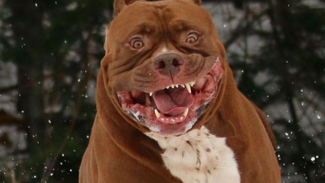 Hulk - największy pitbull na świecie, który opiekuje się dziećmi właścicieli 