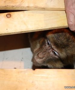 Dolnośląskie. Małpa w korytarzu. Nietypowy gość w kamienicy