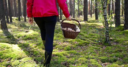 To popularny błąd grzybiarzy. Leśnik stanowczo ostrzega