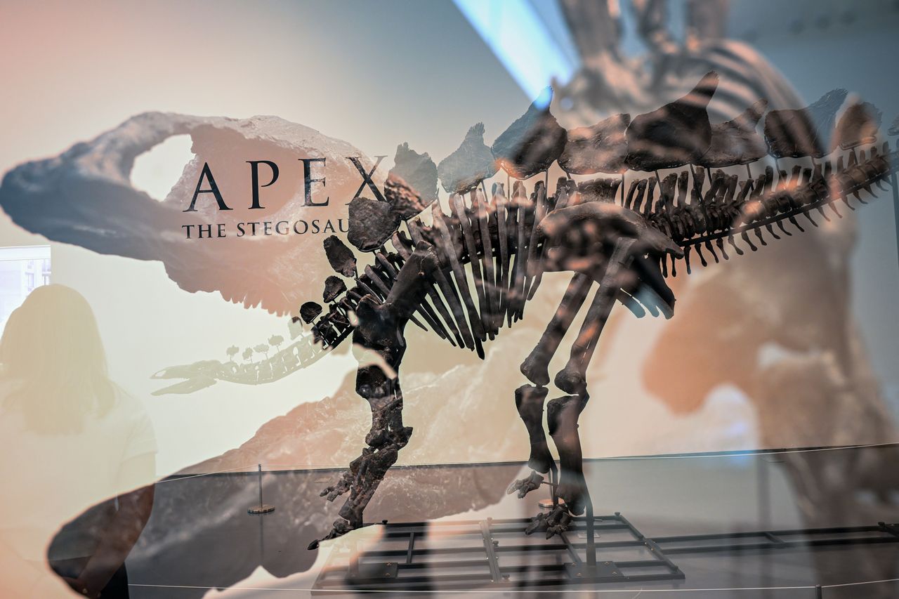 Wealthiest dinosaurs: Billionaire pays $44.6M for stegosaurus Apex