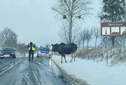 Lizał sól. Łoś zablokował drogę