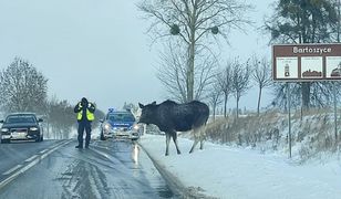 Lizał sól. Łoś zablokował drogę