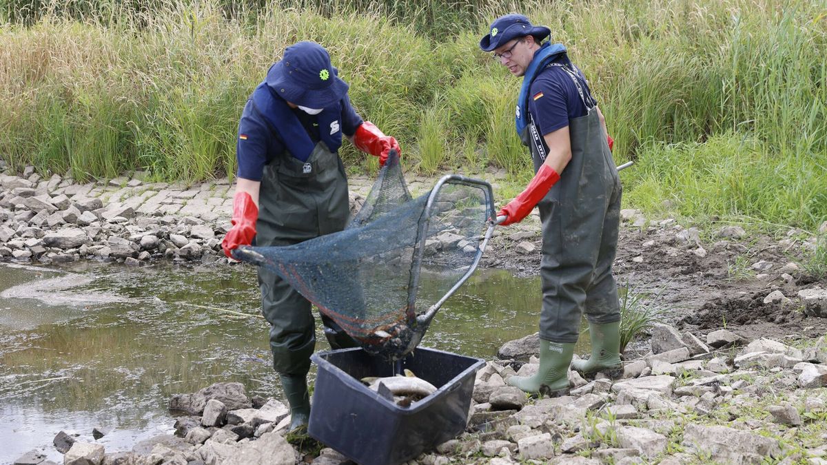 Śnięte ryby w Odrze