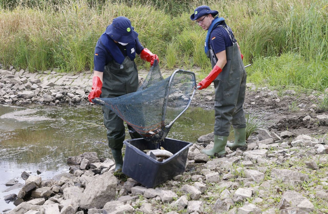 Kluczowe dowody zanieczyszczenia Odry stracone? Pierwsze śnięte ryby spalono