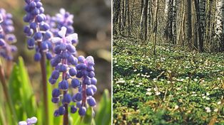 Marzec w ogrodzie. 10 wiosennych kwiatów, które ozdobią ogród. Tak najlepiej o nie zadbasz