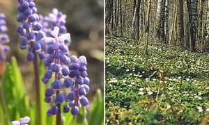 Marzec w ogrodzie. 10 wiosennych kwiatów, które ozdobią ogród. Tak najlepiej o nie zadbasz