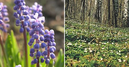 Marzec w ogrodzie. 10 wiosennych kwiatów, które ozdobią ogród. Tak najlepiej o nie zadbasz