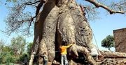Na deser - baobab