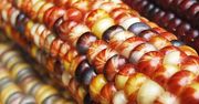 Co trzeci Polak akceptuje GMO