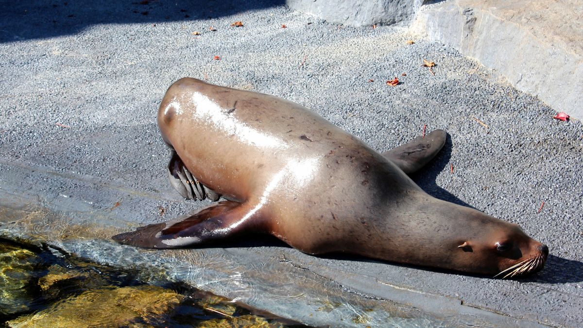 Mięso i tłuszcz z uchatka grzywiastego