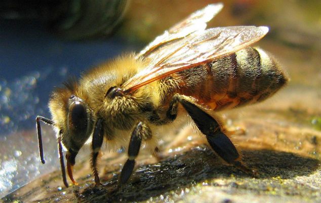 Broń biologiczna: od gniazd pszczół po listy z wąglikiem