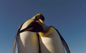 Planete+ HD Zwierzęcy seksapil