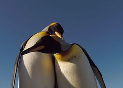 Planete+ HD Zwierzęcy seksapil