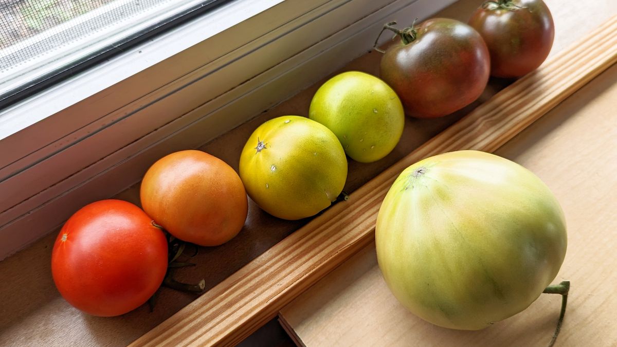 Jak przyspieszyć dojrzewanie pomidorów?