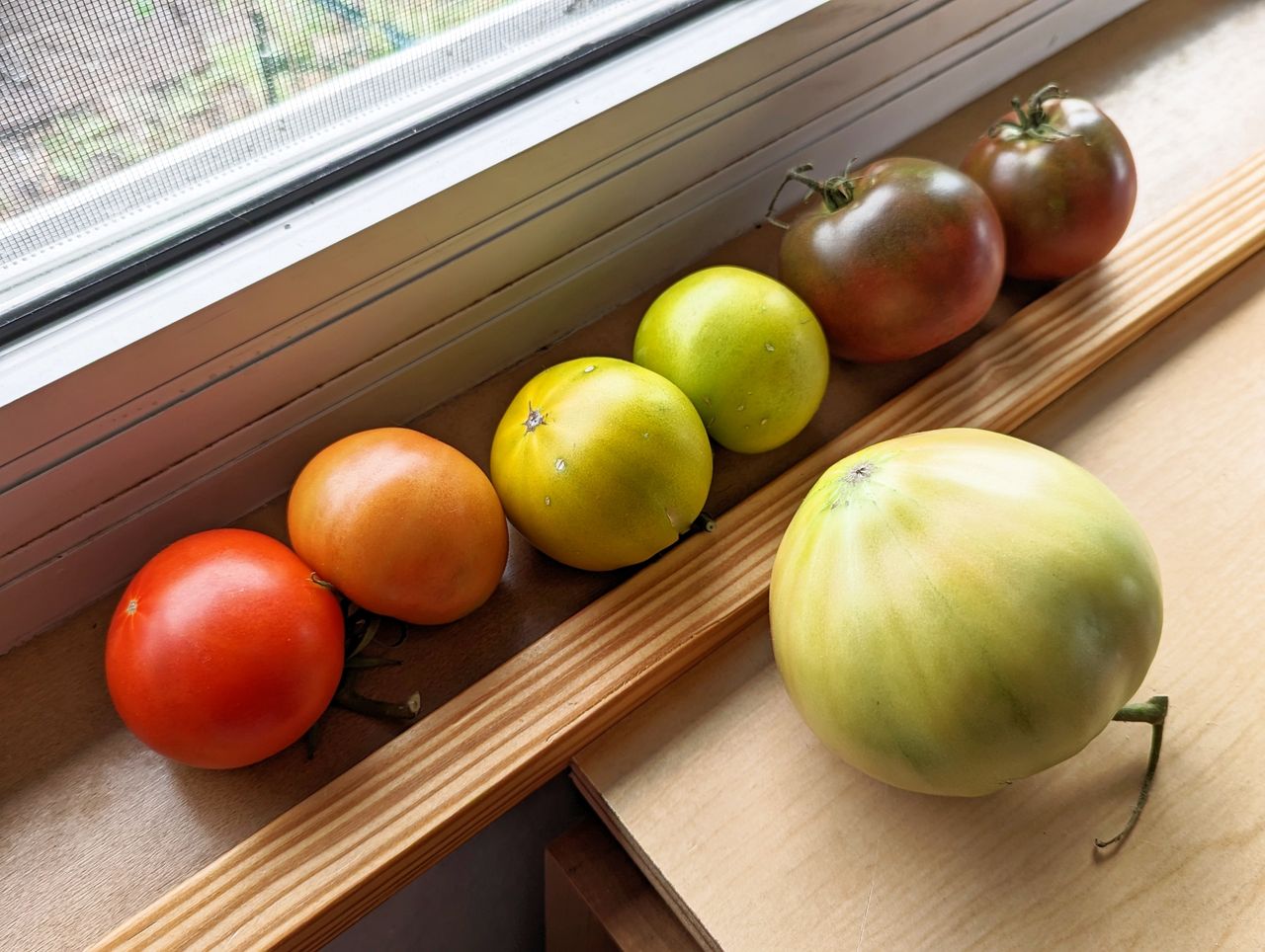 Jak przyspieszyć dojrzewanie pomidorów? Wykorzystaj prosty sposób