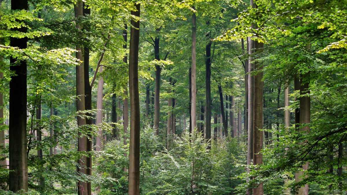 Zmiany klimatu wpływają na populacje buków i hamują ich wzrost