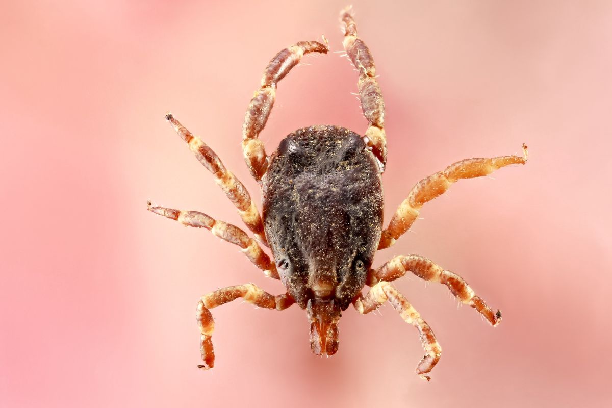 Kleszcze osiągają wielkość nawet 2 cm