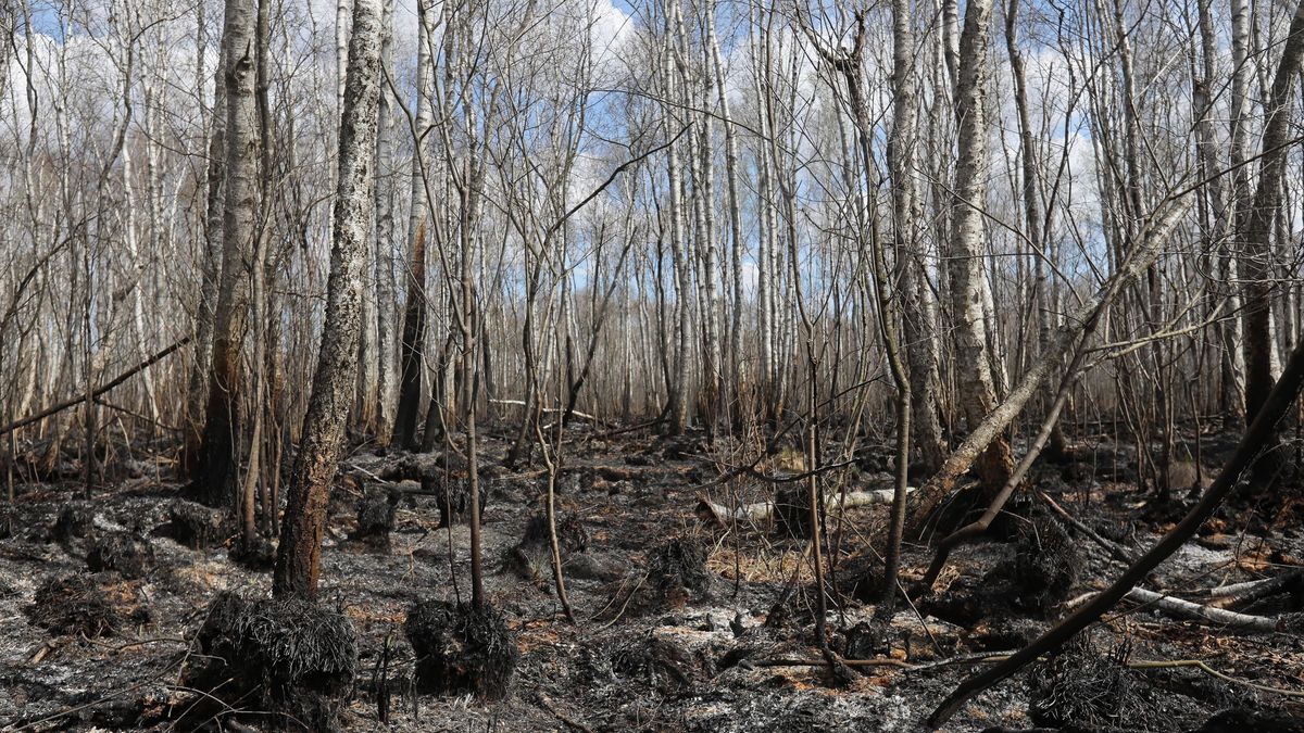 Nadleśnictwa zamykają lasy, by nie doszło do kolejnych pożarów
