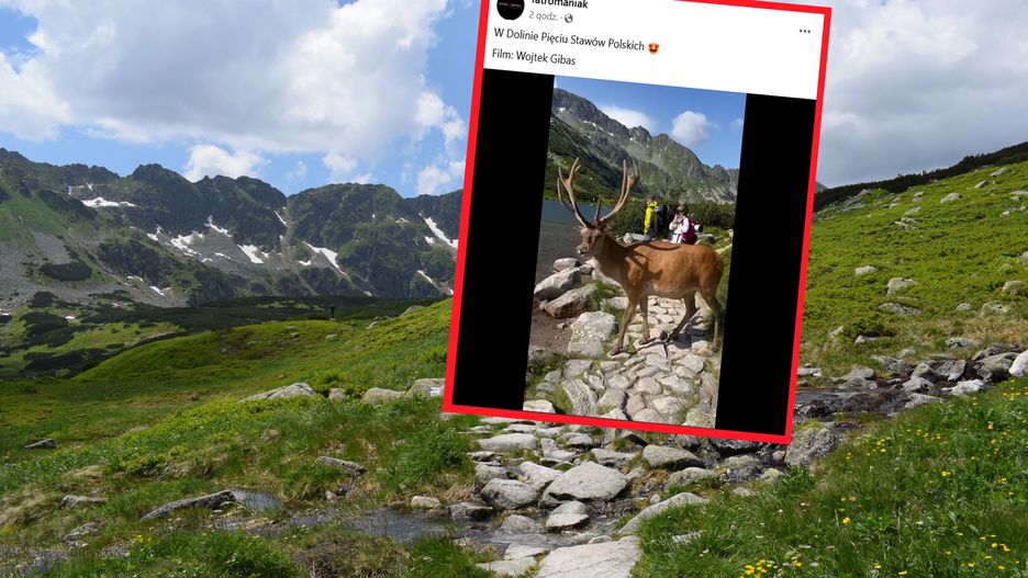 Turysta nagrał niezwykłe spotkanie w górach