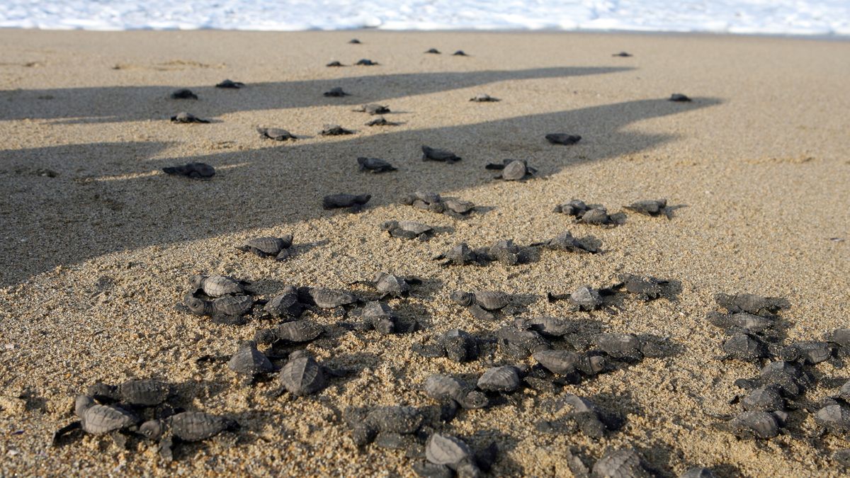 Setki martwych żółwi w Meksyku 
