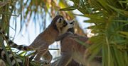 Narodziny w gdańskim zoo! Na świat przyszły trzy lemury wari