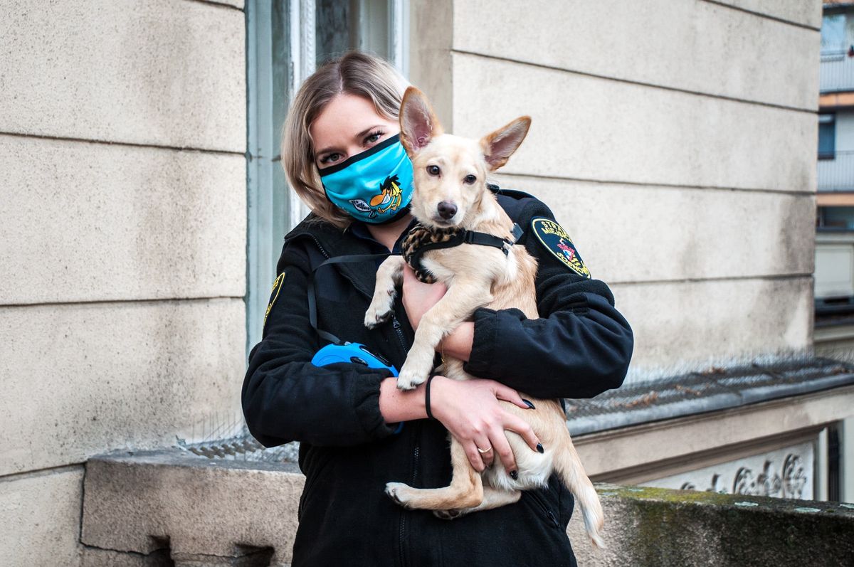 "Inspektor" to nowy członek straży miejskiej w Sosnowcu.