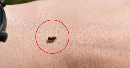 To jeden z najgroźniejszych szkodników. Mały i bardzo groźny. Leśnicy tłumaczą