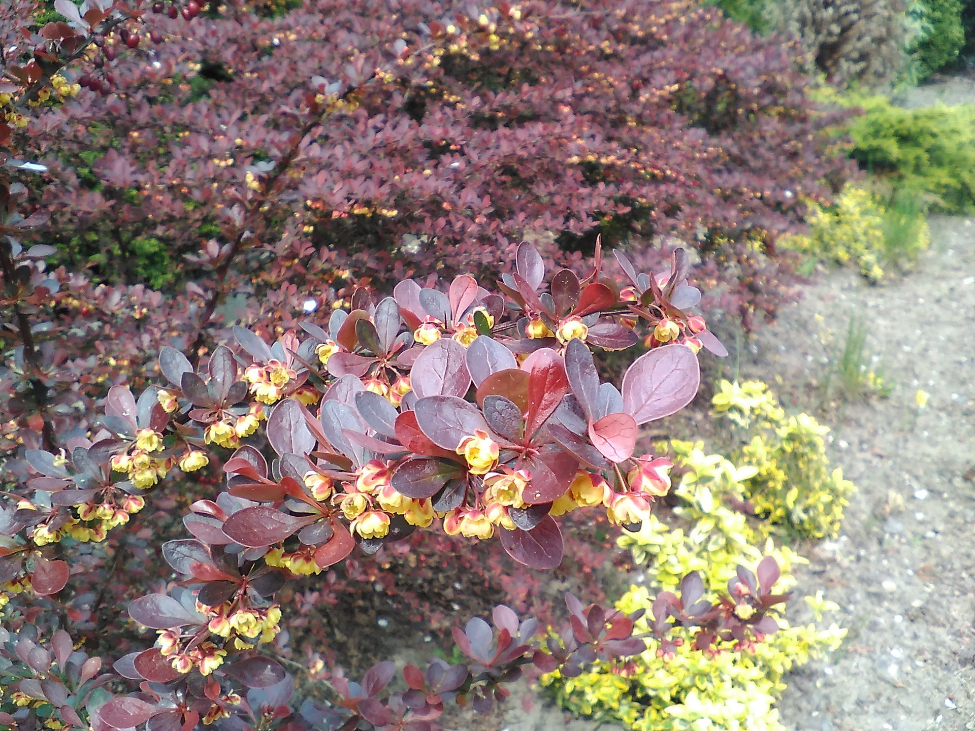 GoClever Quantum 450 LTE. Miłe złego początki w smartfonie za 400 złotych 4