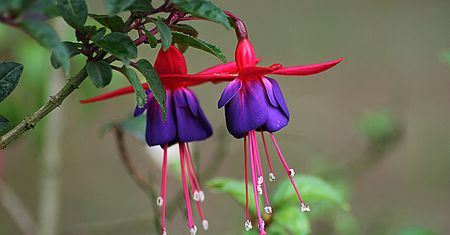 Fuchsia zastąpi Andromedę. Nie będzie połączenia Androida i Chrome OS