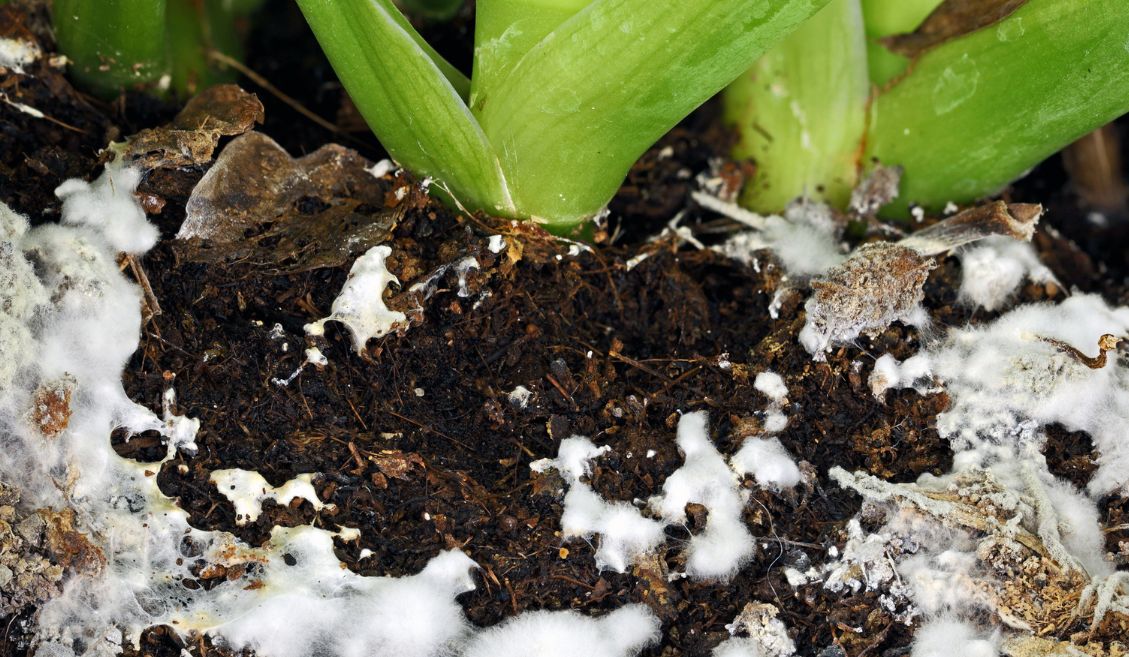 Pleśń w doniczce to nie tylko problem estetyczny