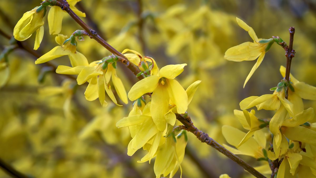 Closeup of Forsythia blossoms in early spring in Central Park, Manhattan, New York City
New York City - March 23, 2023: Closeup of Forsythia blossoms in early spring in Central Park, Manhattan, New York City. The vibrant yellow of the flowering Forsythia bush signals the start of Spring in New York City.
Diana Robinson Photography
