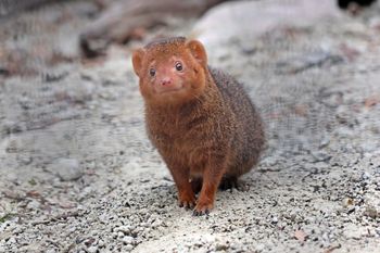 Gdańskie ZOO ma nowych mieszkańców. "Aktywne i inteligentne"