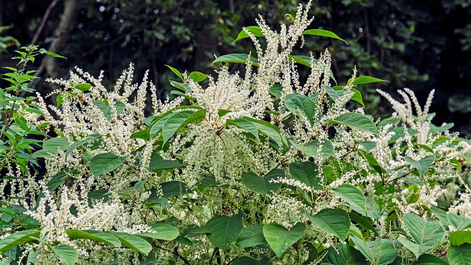 Pflanzen.
Japanischer Staudenknöterich ( Fallopia japonica ). *** Local Caption *** [Foto © STAR-MEDIA / Michael Schöne I Foto ist honorarpflichtig! zzgl. gesetzl. MwSt. (7%) I Auf Anfrage in höherer Qualität/Auflösung I Belegexemplar erbeten. I Adresse: STAR-MEDIA Bild- und Presseagentur, Michael Schöne, Wolfgang-Heinze-Strasse 4, 04416 Markkleeberg, Deutschland I TEL.: +49 341 3587618, FAX: +49 341 3587617 I MOBIL: +49 172 3709001 I ONLINE: www.star-media.de I BANK: Commerzbank AG Leipzig; KTO-NR.: 0170843000 ; BLZ 86080000; SWIFT-BIC DRES DE FF; IBAN DE07860800000170843000 I USt-ID: DE199539977 l FA Grimma, ST-NR.: 238/271/10744 I Es gelten unsere AGB s siehe: www.star-media.de]
STAR-MEDIA / Michael Schöne
draussen, Lichtenau, Natur, Sachsen, Sächsisches Granulitgebirge, Zschopautal, FUJI, MIC, Pflanze, Pflanzen, Flora, 2020, Knöterich, Knöteriche, Japanischer Staudenknöterich, Fallopia japonica, Kamtschatka-Knöterich, Japanknöterich, Neophyt, Neophyten, Neobiota, Plagepflanzen, Plagepflanze, invasive Pflanzen, invasive Pflanze, Eudikotyledonen, Kerneudikotyledonen, Nelkenartige, Caryophyllales, Knöterichgewächse, Polygonaceae, Flügelknöteriche, Fallopia, quer, Querformat, draussen, lichtenau, natur, sachsen, sächsisches granulitgebirge, zschopautal, fuji, mic, pflanze, pflanzen, flora, 2020, knöterich, knöteriche, japanischer staudenknöterich, fallopia japonica, kamtschatka-knöterich, japanknöterich, neophyt, neophyten, neobiota, plagepflanzen, plagepflanze, invasive pflanzen, invasive pflanze, eudikotyledonen, kerneudikotyledonen, nelkenartige, caryophyllales, knöterichgewächse, polygonaceae, flügelknöteriche, fallopia, quer, querformat
