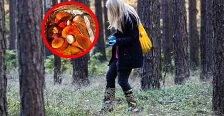 Groźny trend wśród grzybiarzy. "Samo posiadanie jest nielegalne"