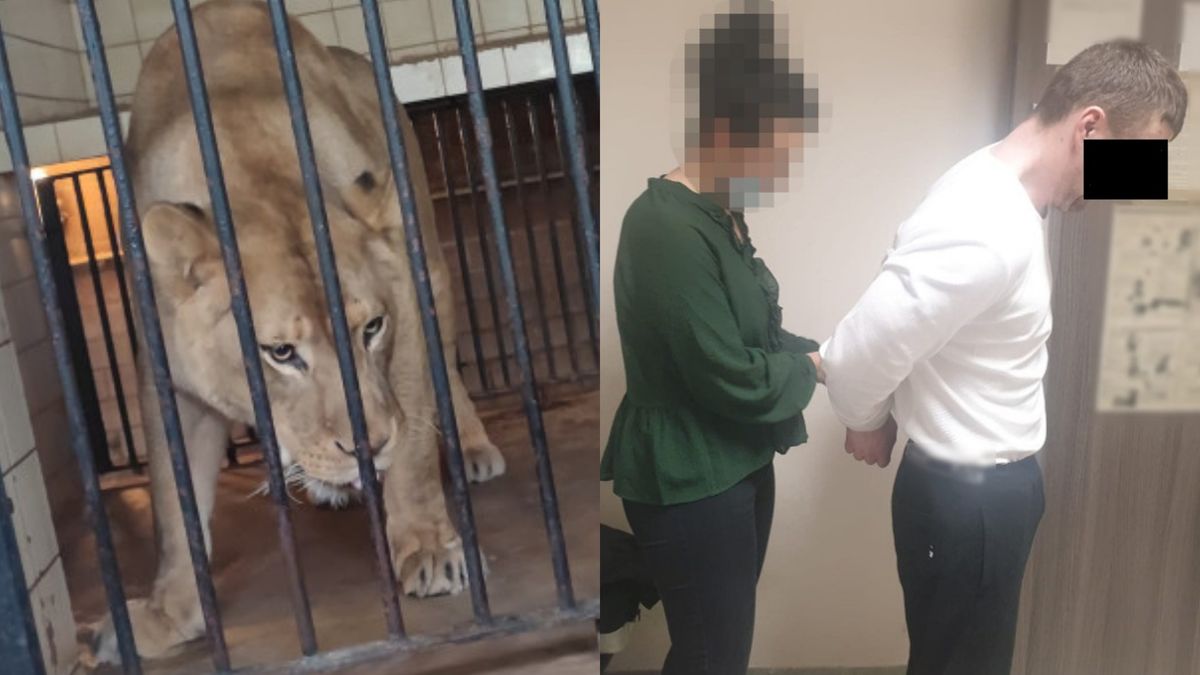 29-latek chciał wejść do klatki z lwami 
