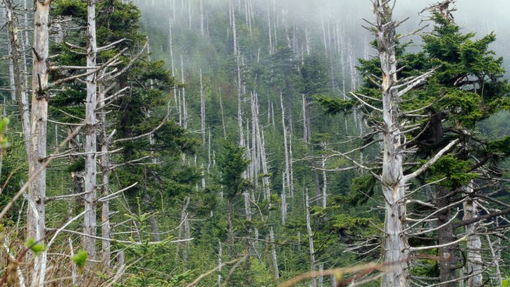 Kwaśne deszcze powodują uszkodzenia drzewostanów
