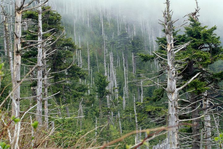 Kwaśne deszcze powodują uszkodzenia drzewostanów