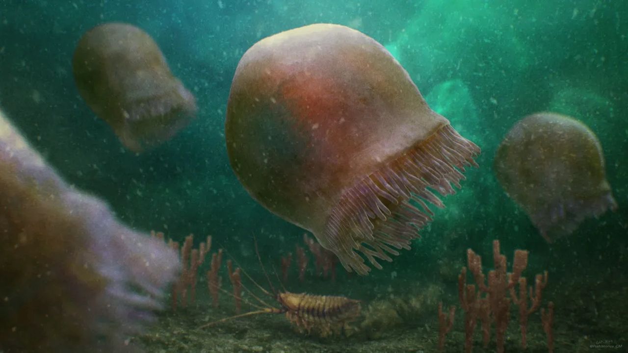 Canadian scientists uncover oldest known jellyfish fossil from 500