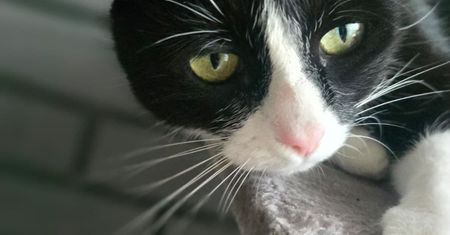 Kot syczy lub warczy? To może być ważny sygnał