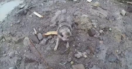 Uratował psa. Osuwisko wciągnęło go do wody
