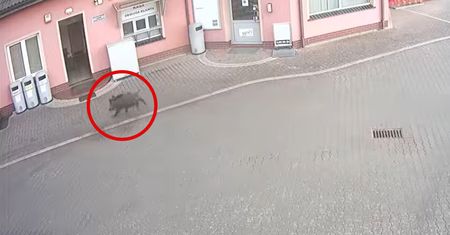 Szalał na stacji paliw pod Wrocławiem. Wszystko uchwycił monitoring