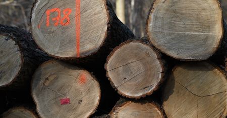 Śmierć przy wycince drzew. Pień przygniótł 51-letniego mężczyznę