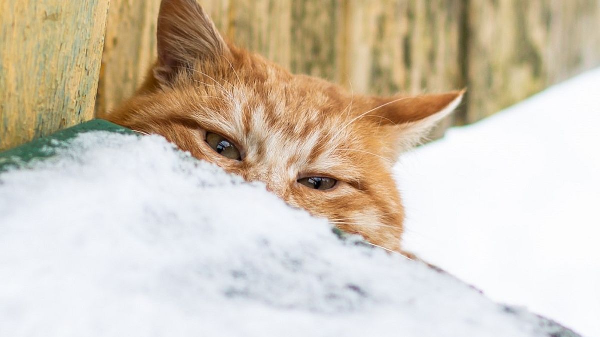 Właściciele zostawili kota na zewnątrz przy mrozie.