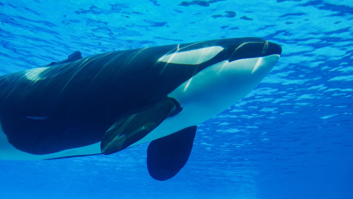 Orki mają dziwne zwyczaje