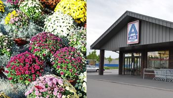Żywe chryzantemy z rabatem w Aldi. Sztuczne kwiatki 50 proc. taniej