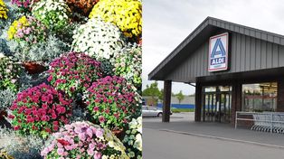 Żywe chryzantemy z rabatem w Aldi. Sztuczne kwiatki 50 proc. taniej